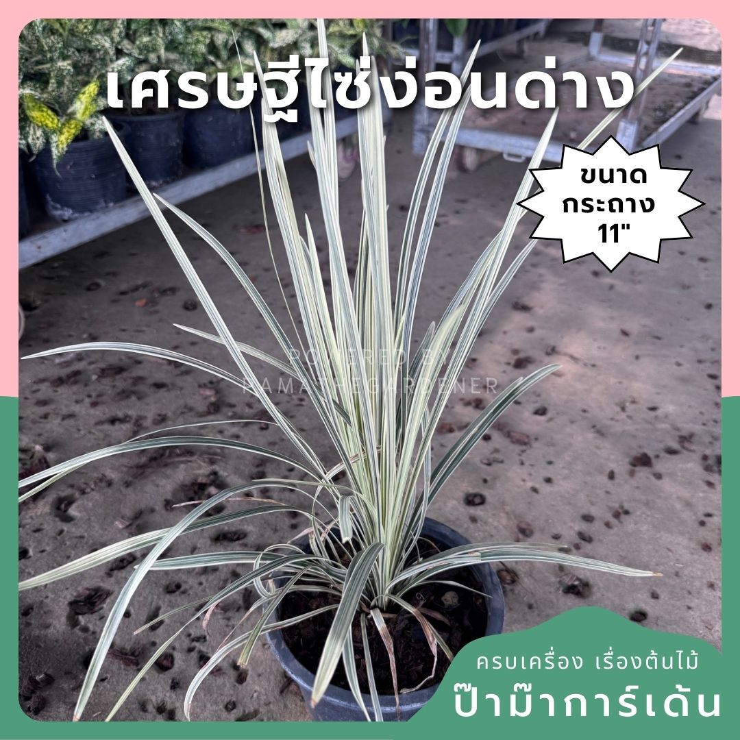 เศรษฐี ไซงอนด่าง กระถาง 11 นิ้ว