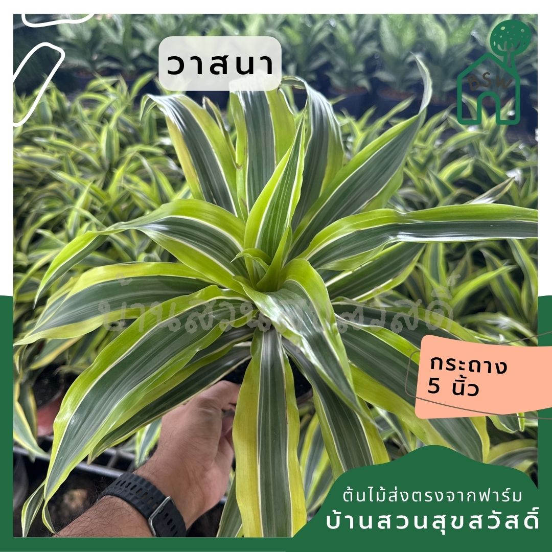 วาสนา แบบต้นด่างเหลือง พร้อมกระถาง 5 นิ้ว