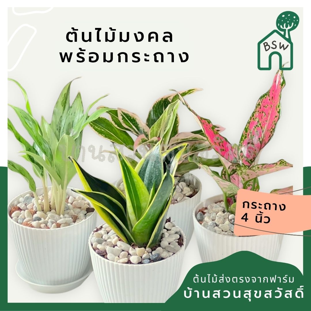 ต้นไม้มงคล พร้อมกระถางลายนูน เลือกต้นไม้เอง เลือกหินเองได้ กระถางลายนูนสีขาว ขนาด 4 นิ้ว