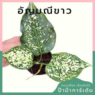 ต้นไม้มงคล พร้อมกระถางลายนูน เลือกต้นไม้เอง เลือกหินเองได้ กระถางลายนูนสีขาว ขนาด 4 นิ้ว