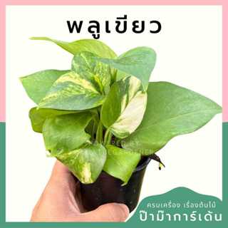 ต้นไม้มงคล พร้อมกระถางลายนูน เลือกต้นไม้เอง เลือกหินเองได้ กระถางลายนูนสีขาว ขนาด 4 นิ้ว