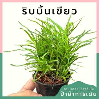 ต้นไม้มงคล พร้อมกระถางลายนูน เลือกต้นไม้เอง เลือกหินเองได้ กระถางลายนูนสีขาว ขนาด 4 นิ้ว
