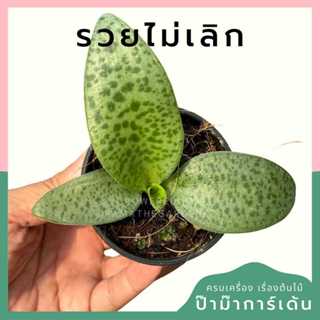 ต้นไม้มงคล พร้อมกระถางลายนูน เลือกต้นไม้เอง เลือกหินเองได้ กระถางลายนูนสีขาว ขนาด 4 นิ้ว