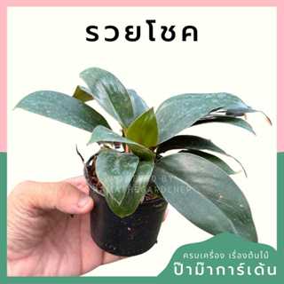 ต้นไม้มงคล พร้อมกระถางลายนูน เลือกต้นไม้เอง เลือกหินเองได้ กระถางลายนูนสีขาว ขนาด 4 นิ้ว