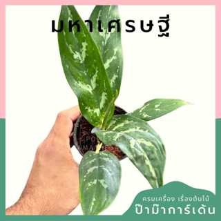ต้นไม้มงคล พร้อมกระถางลายนูน เลือกต้นไม้เอง เลือกหินเองได้ กระถางลายนูนสีขาว ขนาด 4 นิ้ว
