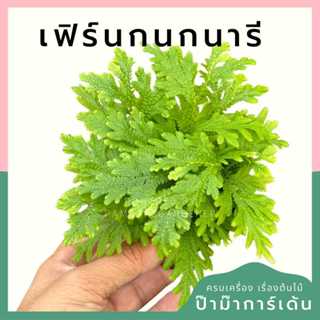 ต้นไม้มงคล พร้อมกระถางลายนูน เลือกต้นไม้เอง เลือกหินเองได้ กระถางลายนูนสีขาว ขนาด 4 นิ้ว