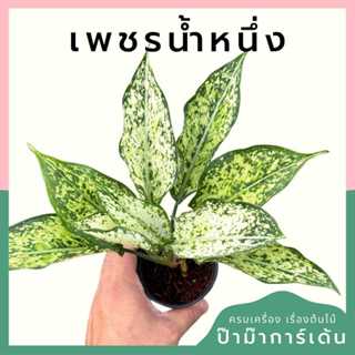 ต้นไม้มงคล พร้อมกระถางลายนูน เลือกต้นไม้เอง เลือกหินเองได้ กระถางลายนูนสีขาว ขนาด 4 นิ้ว
