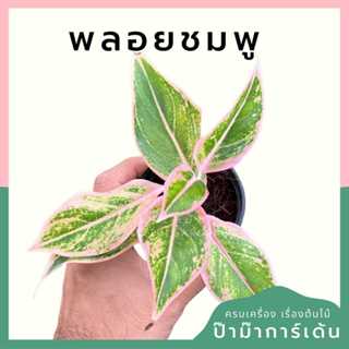 ต้นไม้มงคล พร้อมกระถางลายนูน เลือกต้นไม้เอง เลือกหินเองได้ กระถางลายนูนสีขาว ขนาด 4 นิ้ว