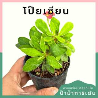 ต้นไม้มงคล พร้อมกระถางลายนูน เลือกต้นไม้เอง เลือกหินเองได้ กระถางลายนูนสีขาว ขนาด 4 นิ้ว