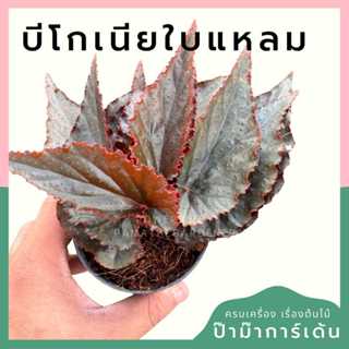 ต้นไม้มงคล พร้อมกระถางลายนูน เลือกต้นไม้เอง เลือกหินเองได้ กระถางลายนูนสีขาว ขนาด 4 นิ้ว