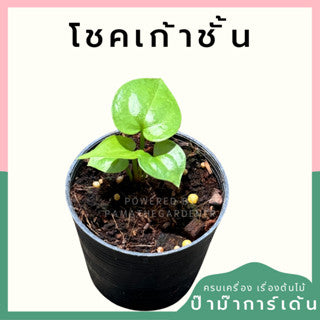 ต้นไม้มงคล พร้อมกระถางลายนูน เลือกต้นไม้เอง เลือกหินเองได้ กระถางลายนูนสีขาว ขนาด 4 นิ้ว