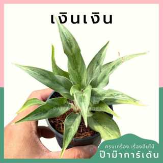 ต้นไม้มงคล พร้อมกระถางลายนูน เลือกต้นไม้เอง เลือกหินเองได้ กระถางลายนูนสีขาว ขนาด 4 นิ้ว