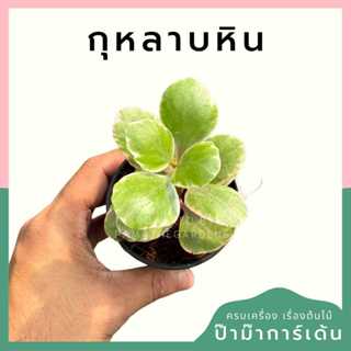 ต้นไม้มงคล พร้อมกระถางลายนูน เลือกต้นไม้เอง เลือกหินเองได้ กระถางลายนูนสีขาว ขนาด 4 นิ้ว