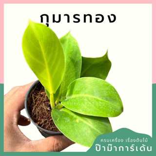 ต้นไม้มงคล พร้อมกระถางลายนูน เลือกต้นไม้เอง เลือกหินเองได้ กระถางลายนูนสีขาว ขนาด 4 นิ้ว