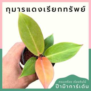 ต้นไม้มงคล พร้อมกระถางลายนูน เลือกต้นไม้เอง เลือกหินเองได้ กระถางลายนูนสีขาว ขนาด 4 นิ้ว