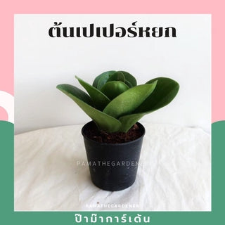 ต้นไม้มงคล พร้อมกระถางลายนูน เลือกต้นไม้เอง เลือกหินเองได้ กระถางลายนูนสีขาว ขนาด 4 นิ้ว