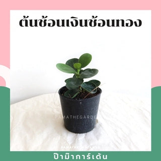 ต้นไม้มงคล พร้อมกระถางลายนูน เลือกต้นไม้เอง เลือกหินเองได้ กระถางลายนูนสีขาว ขนาด 4 นิ้ว