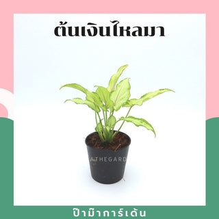 ต้นไม้มงคล พร้อมกระถางลายนูน เลือกต้นไม้เอง เลือกหินเองได้ กระถางลายนูนสีขาว ขนาด 4 นิ้ว
