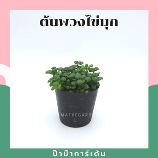 ต้นไม้มงคล พร้อมกระถางลายนูน เลือกต้นไม้เอง เลือกหินเองได้ กระถางลายนูนสีขาว ขนาด 4 นิ้ว