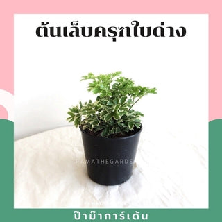 ต้นไม้มงคล พร้อมกระถางลายนูน เลือกต้นไม้เอง เลือกหินเองได้ กระถางลายนูนสีขาว ขนาด 4 นิ้ว