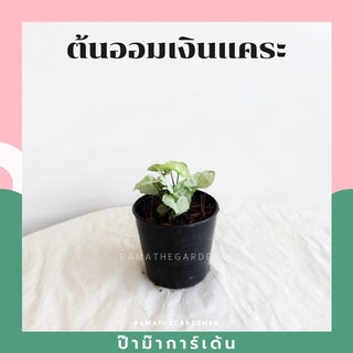 ต้นไม้มงคล พร้อมกระถางลายนูน เลือกต้นไม้เอง เลือกหินเองได้ กระถางลายนูนสีขาว ขนาด 4 นิ้ว