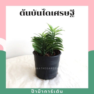 ต้นไม้มงคล พร้อมกระถางลายนูน เลือกต้นไม้เอง เลือกหินเองได้ กระถางลายนูนสีขาว ขนาด 4 นิ้ว