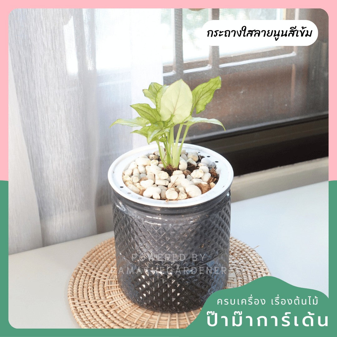 ต้นไม้ฟอกอากาศ ต้นไม้มงคล พร้อมกระถางรดน้ำอัตโนมัต 4"นิ้ว แถมหินฟรี