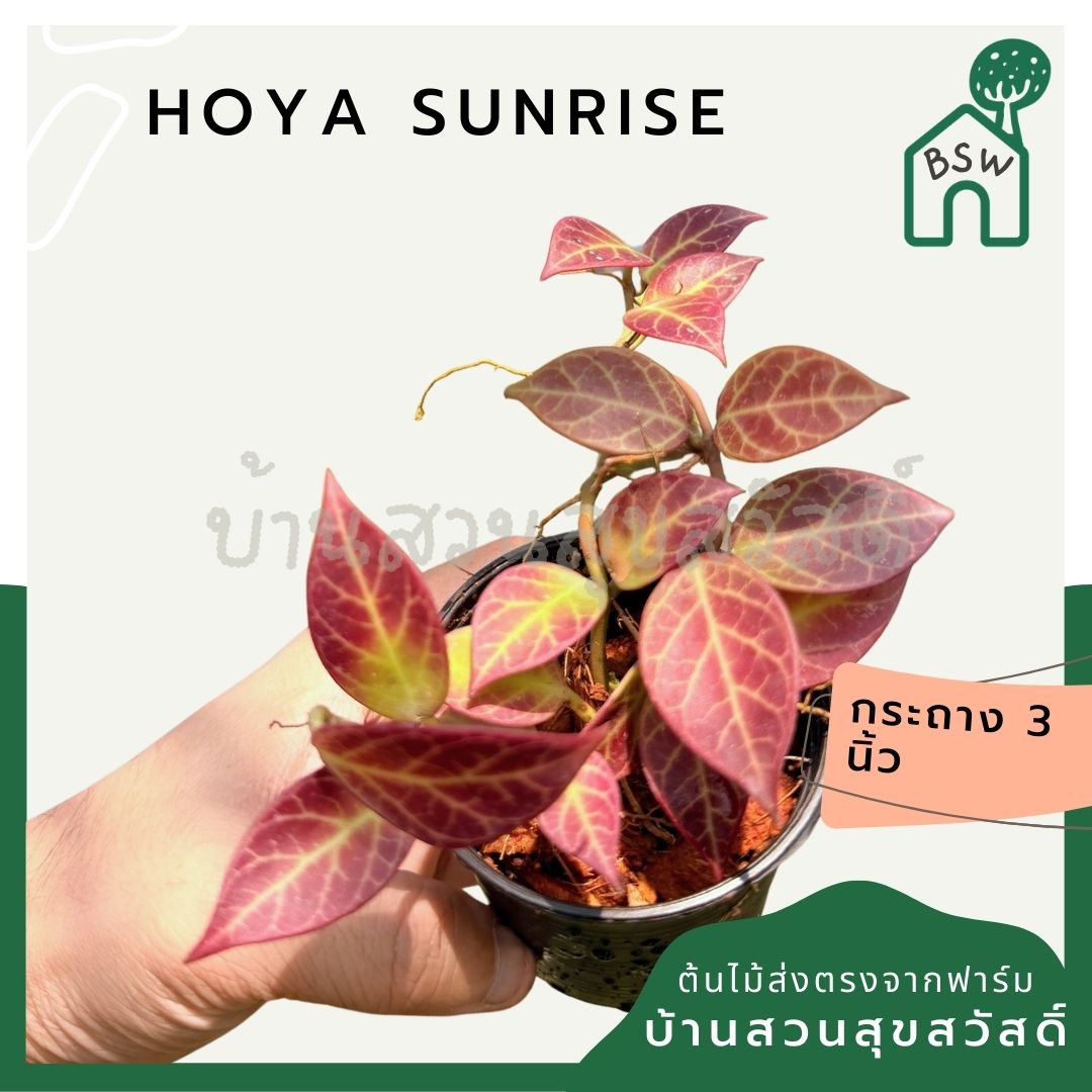 โฮย่า ซันไรซ์ กระถาง 3 นิ้ว - Hoya Sunrise (ใบเปลี่ยนสีได้)