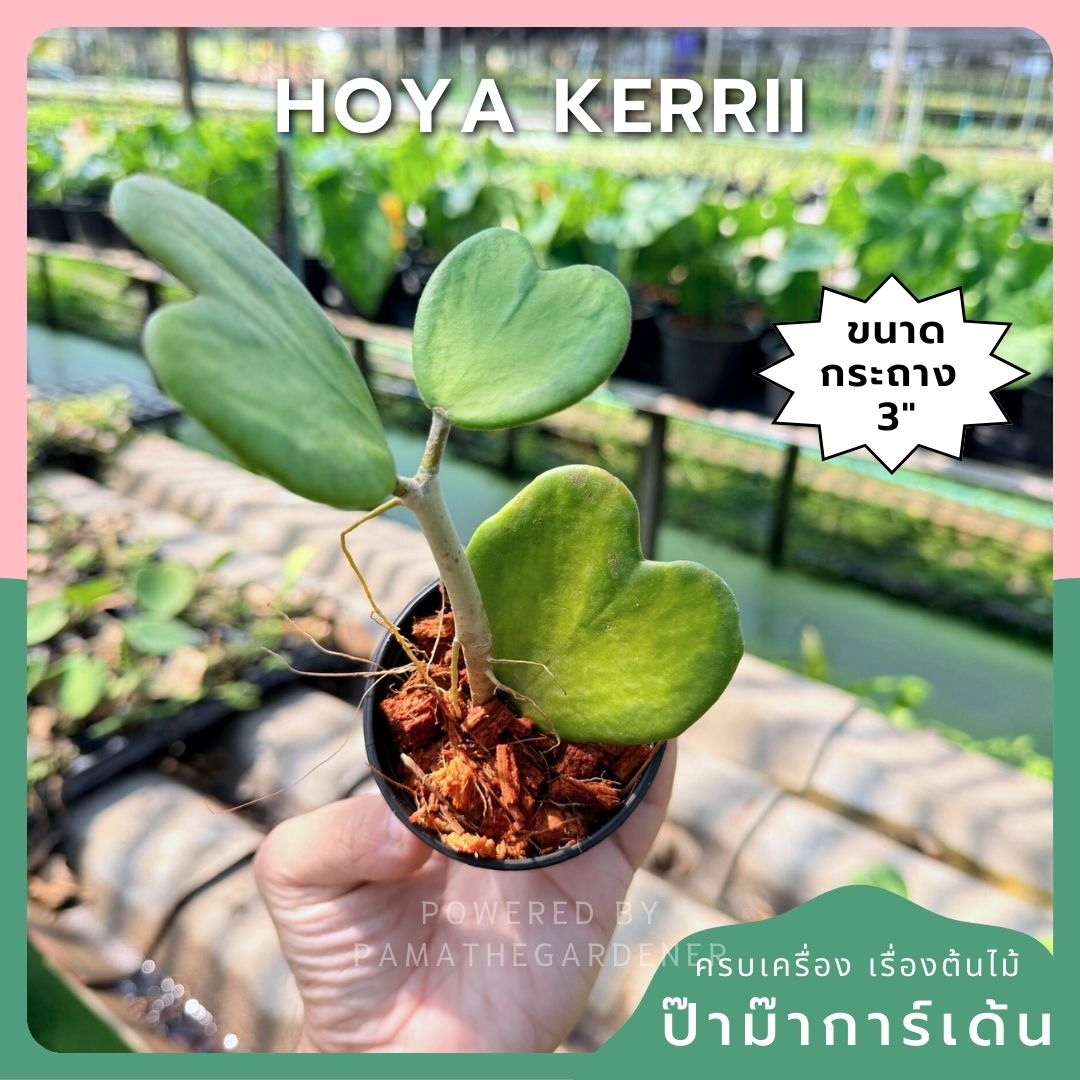 โฮย่าหัวใจ ด่างใน กระถาง 3 นิ้ว - Hoya Kerrii inside Variegated