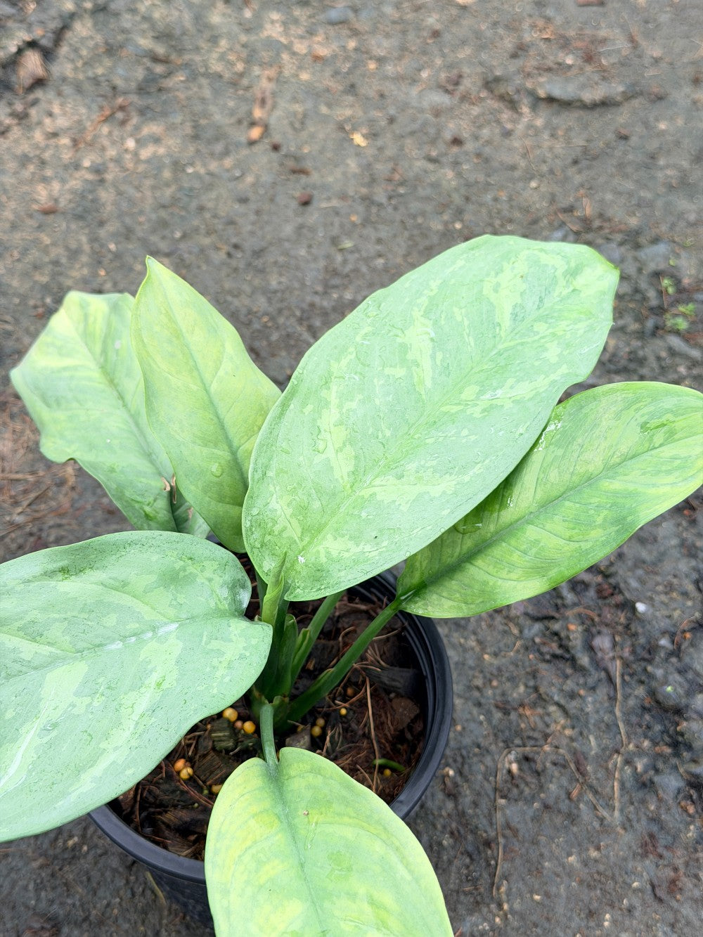 เงินเต็มบ้าน 6 นิ้ว - Dieffenbachia
