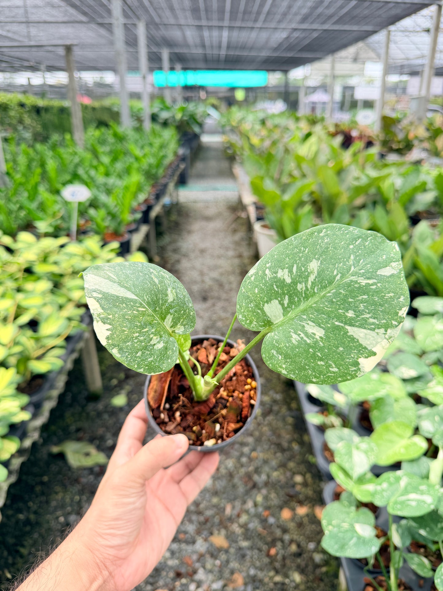มอนสเตอร่า ไทคอนสเตลเลชั่น (เนื้อเยื่อ) 4 นิ้ว - Monstera Thai Constellation