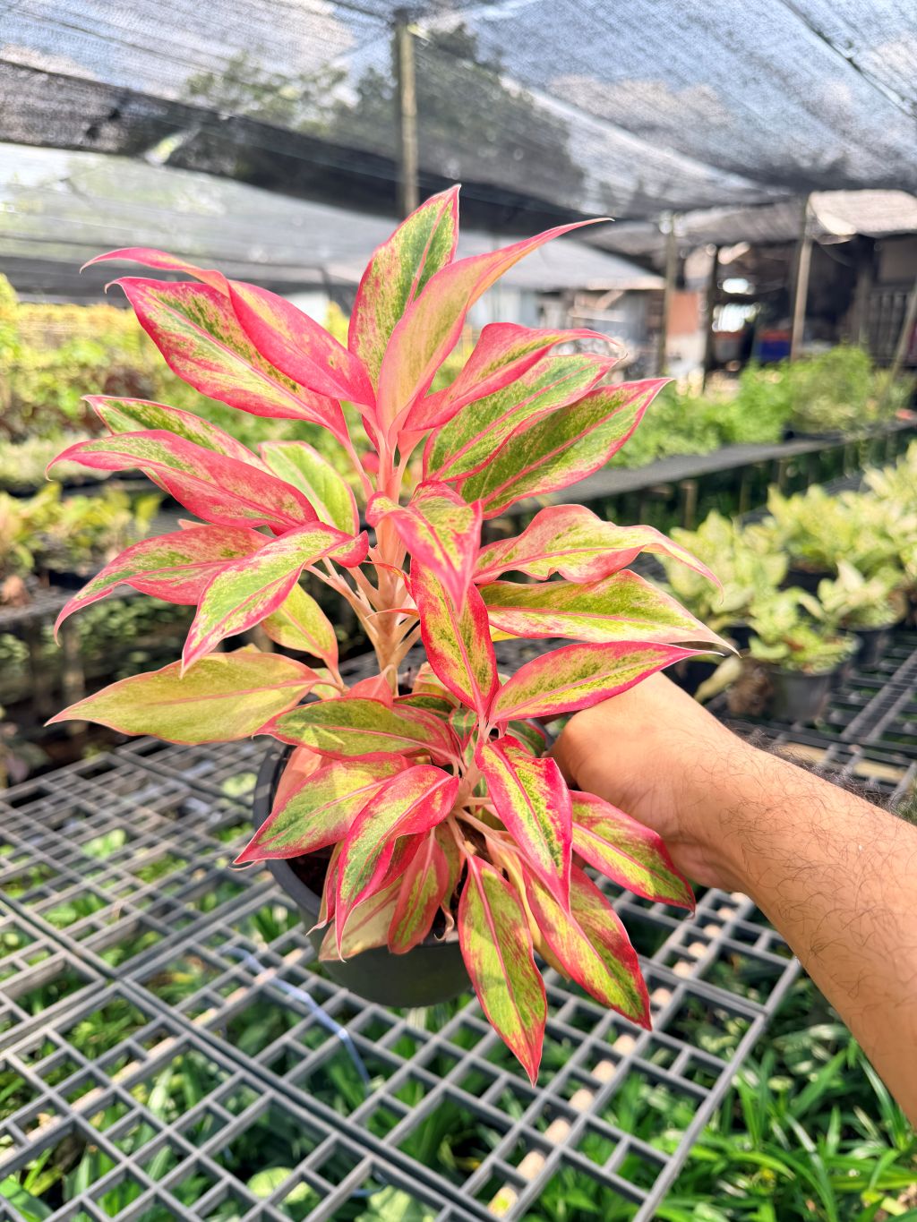 อโกลนีม่า สยามออเร้นจ์ 3-6 นิ้ว - Aglaonema Siam Orange
