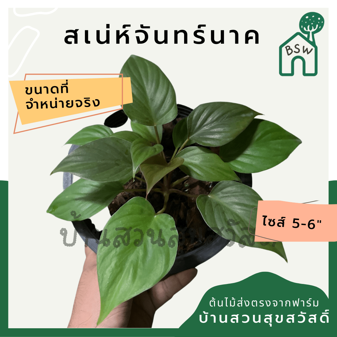 เสน่ห์จันทร์นาค (Homalomena Rubescens) ไม้มงคลในกระถาง 6 นิ้ว - Pamathegardener