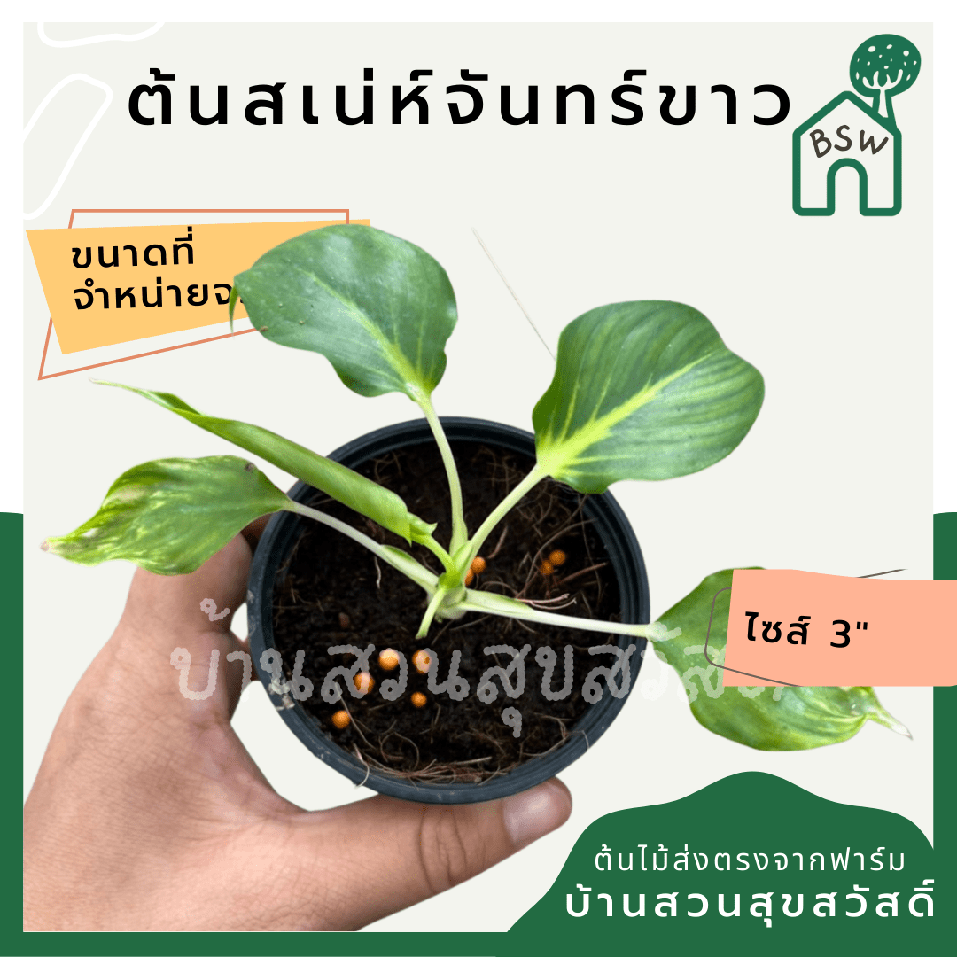 เสน่ห์จันทร์ขาว (Homalomena Rubescens 'Maggy') ไม้มงคลในกระถาง 3 นิ้ว - Pamathegardener