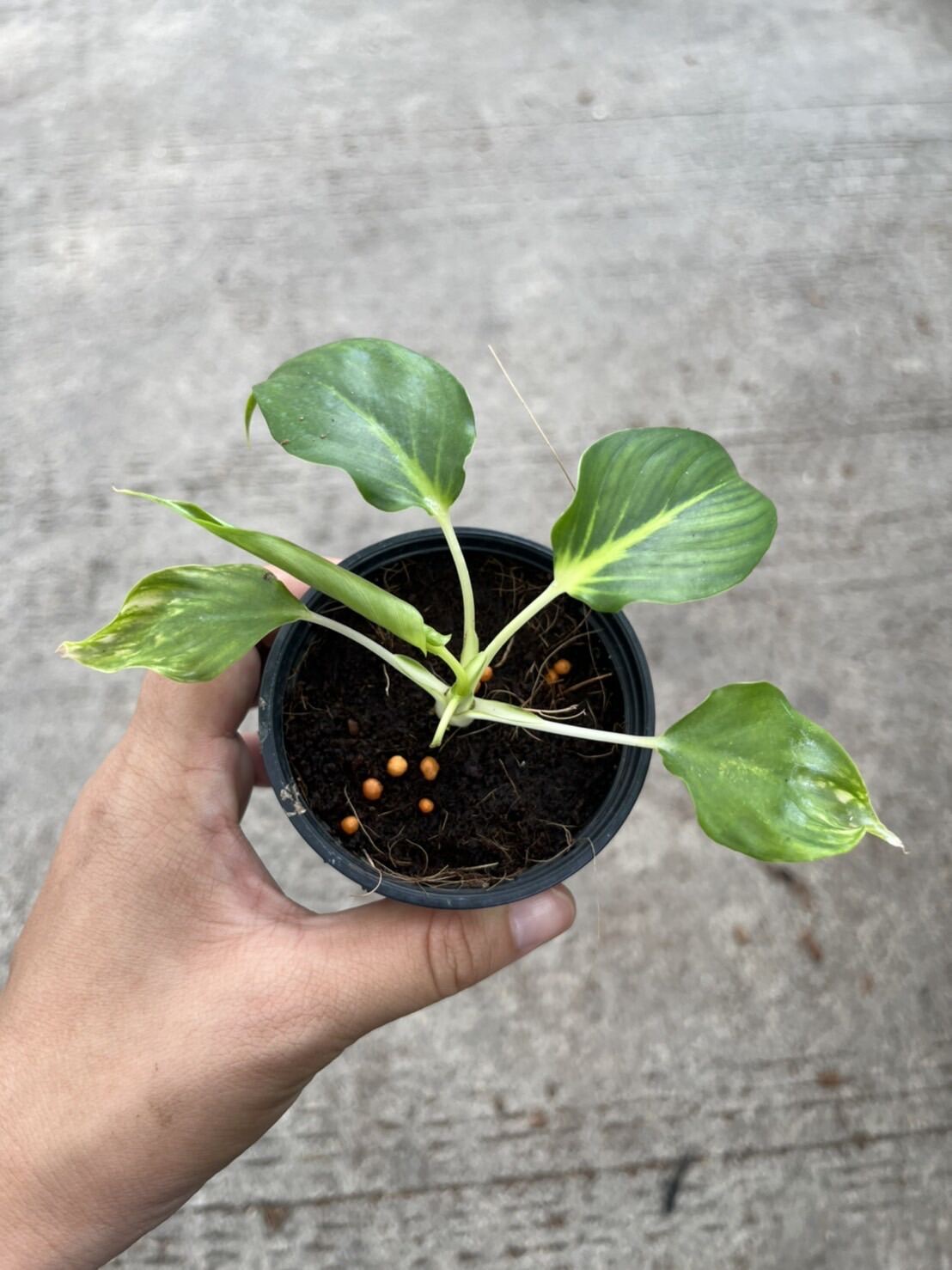 เสน่ห์จันทร์ขาว (Homalomena Rubescens 'Maggy') ไม้มงคลในกระถาง 3 นิ้ว - Pamathegardener