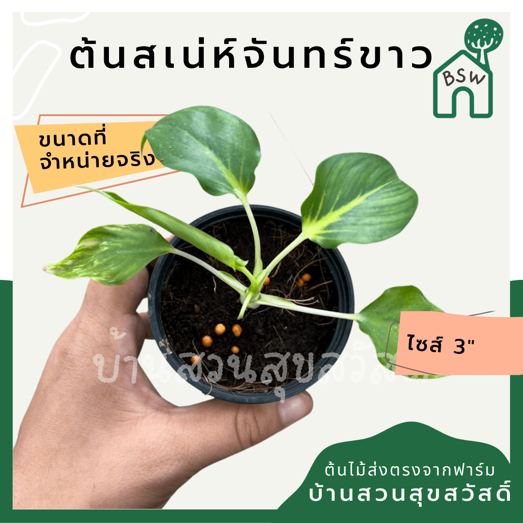 เสน่ห์จันทร์ขาว (Homalomena Rubescens 'Maggy') ไม้มงคลในกระถาง 3 นิ้ว - Pamathegardener
