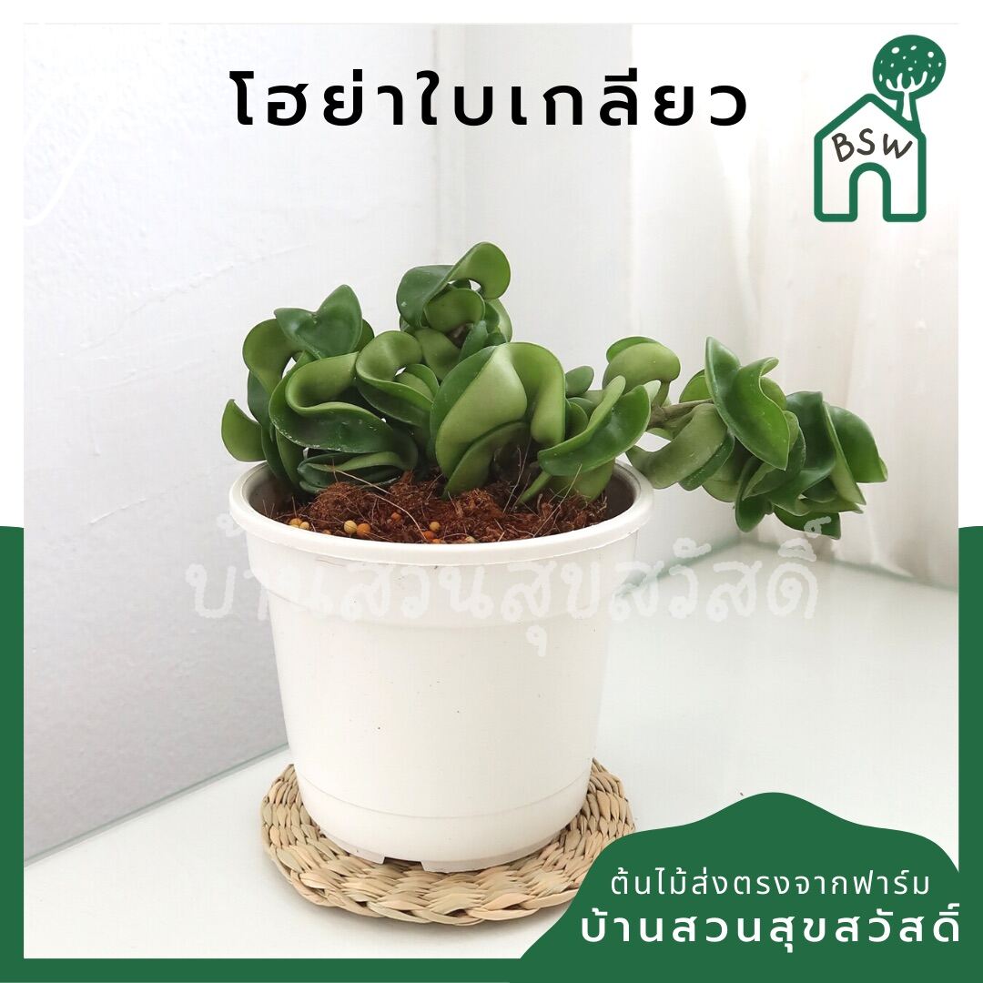 โฮย่าใบเกลียว (Hoya Compacta) ไม้แขวนในกระถาง 4 นิ้ว - Pamathegardener