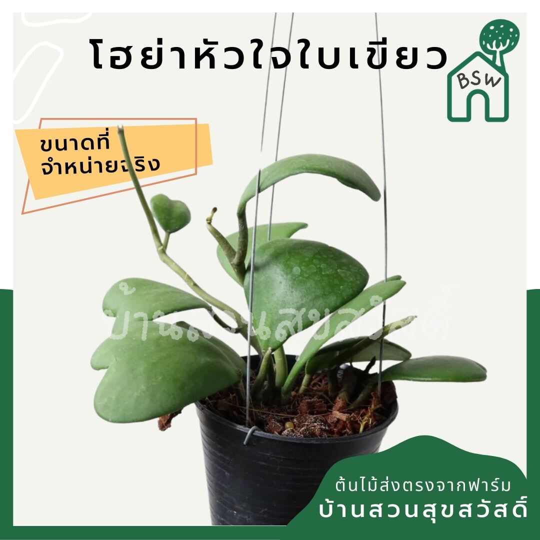 โฮย่าหัวใจ (Hoya Kerrii) ไม้มงคลรูปหัวใจใบเขียว - Pamathegardener