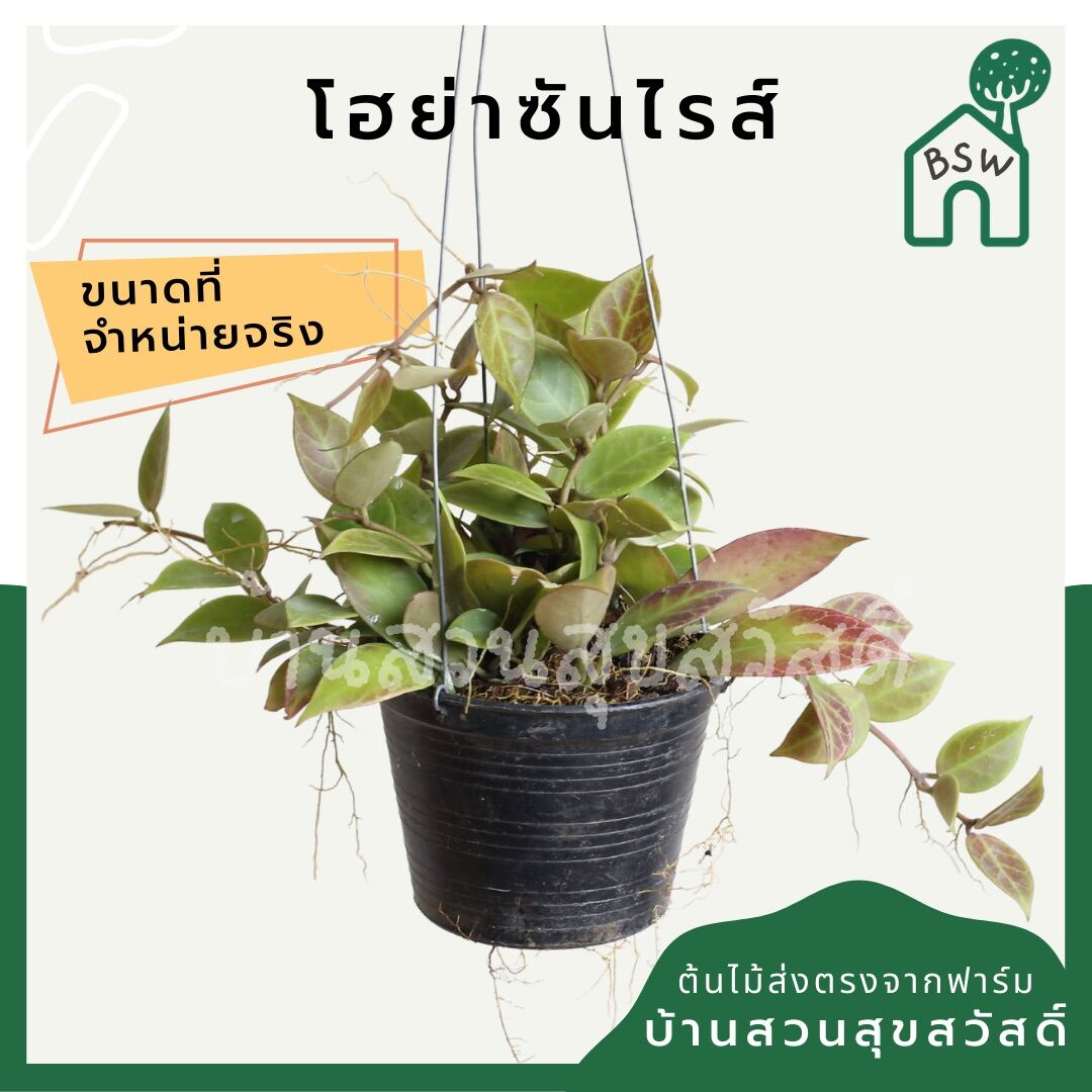 โฮย่าซันไรส์ (Hoya Sunrise) ไม้แขวนใบสวยในกระถาง 4 นิ้ว - Pamathegardener