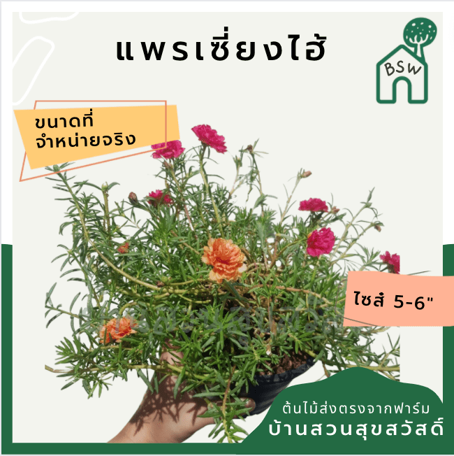 แพรเซี่ยงไฮ้ (Moss Rose) ไม้ดอกออกแดดตอนสายพร้อมกระถาง - Pamathegardener