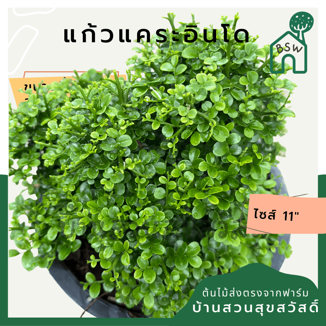 แก้วแคระอินโด (Murraya Paniculata 'Indo Dwarf') ไม้ดอกหอมในกระถาง 11 นิ้ว - Pamathegardener