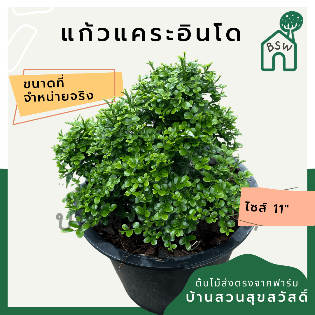 แก้วแคระอินโด (Murraya Paniculata 'Indo Dwarf') ไม้ดอกหอมในกระถาง 11 นิ้ว - Pamathegardener