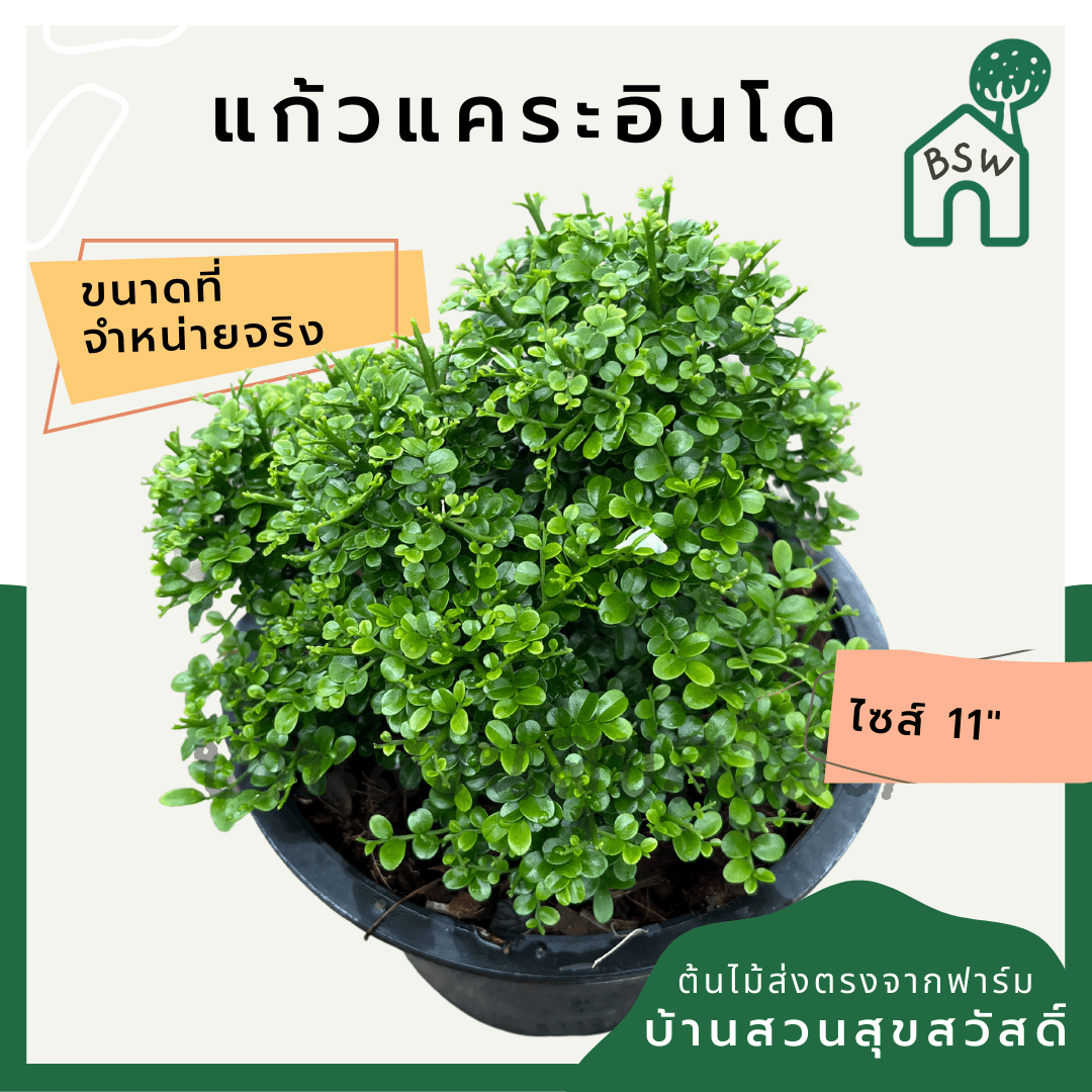 แก้วแคระอินโด (Murraya Paniculata 'Indo Dwarf') ไม้ดอกหอมในกระถาง 11 นิ้ว - Pamathegardener