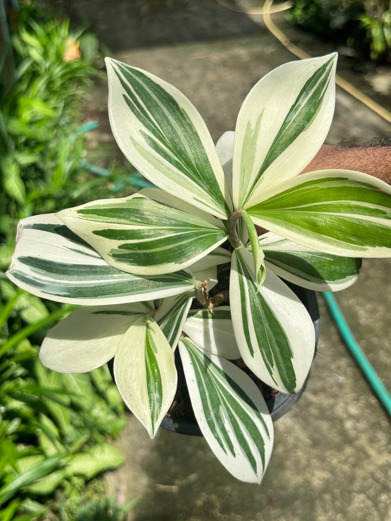 เอื้องหมายนาด่าง ไม้มงคล - Pamathegardener