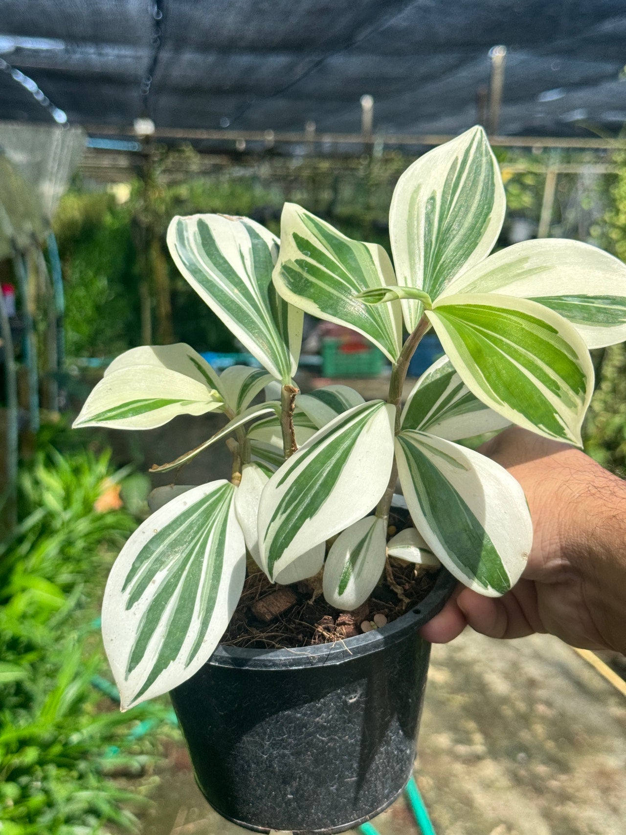 เอื้องหมายนาด่าง ไม้มงคล - Pamathegardener