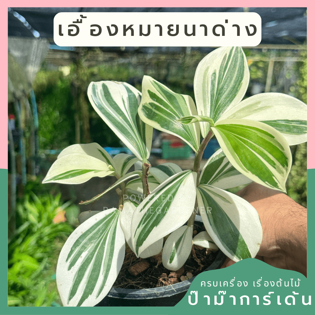 เอื้องหมายนาด่าง ไม้มงคล - Pamathegardener