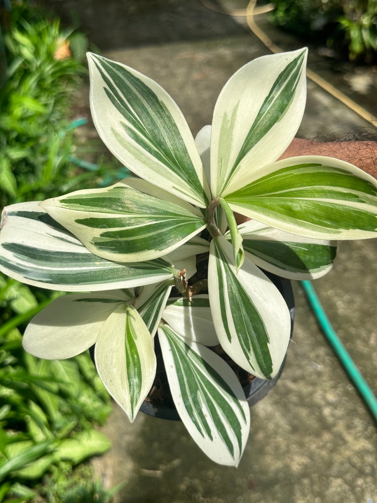 เอื้องหมายนาด่าง ไม้มงคล - Pamathegardener