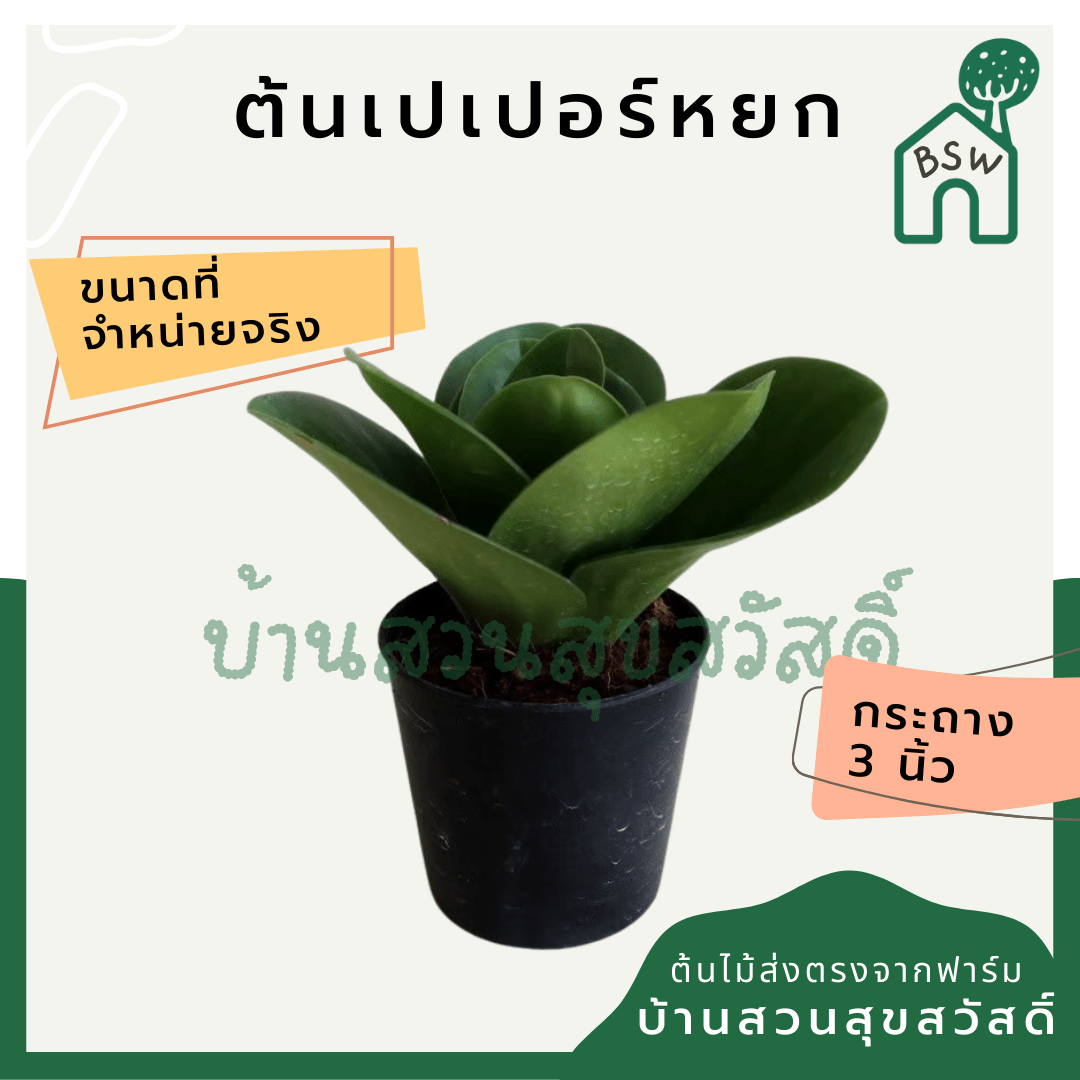 เปเปอร์หยก (Peperomia Scandens 'Variegata') ไม้มงคลในกระถาง 3 นิ้ว - Pamathegardener