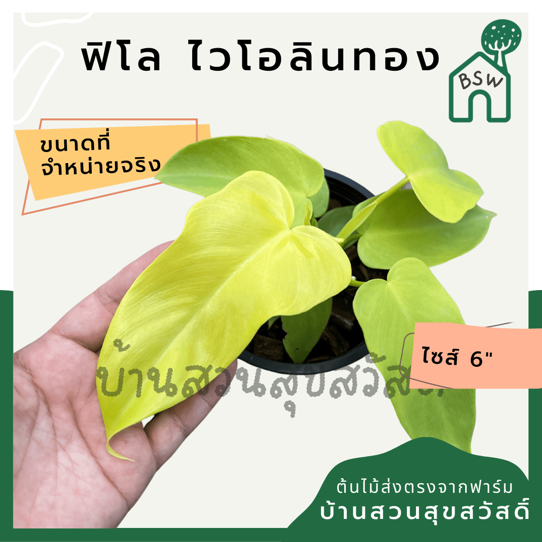 ฟิโลเดนดรอนไวโอลิน (Philodendron Bipennifolium) ไม้ใบสวยในกระถาง 6 นิ้ว - Pamathegardener