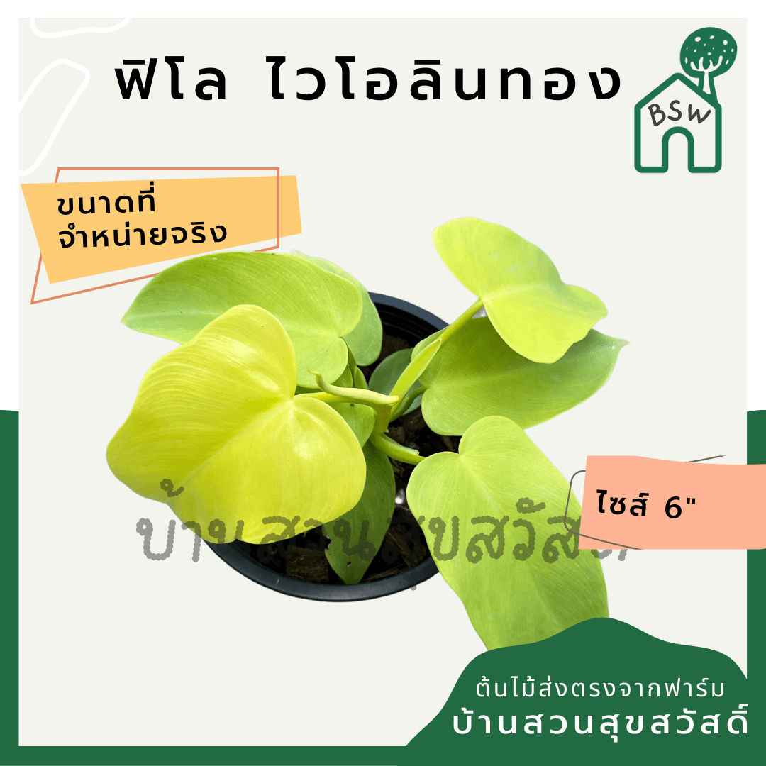 ฟิโลเดนดรอนไวโอลิน (Philodendron Bipennifolium) ไม้ใบสวยในกระถาง 6 นิ้ว - Pamathegardener